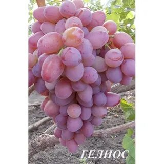 Гелиос сорт винограда отзывы