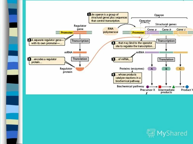 Ген данные. Ген данные. Ирнк образуется при транскрипции. Процесс транскрипции днк результат. Ген данные.