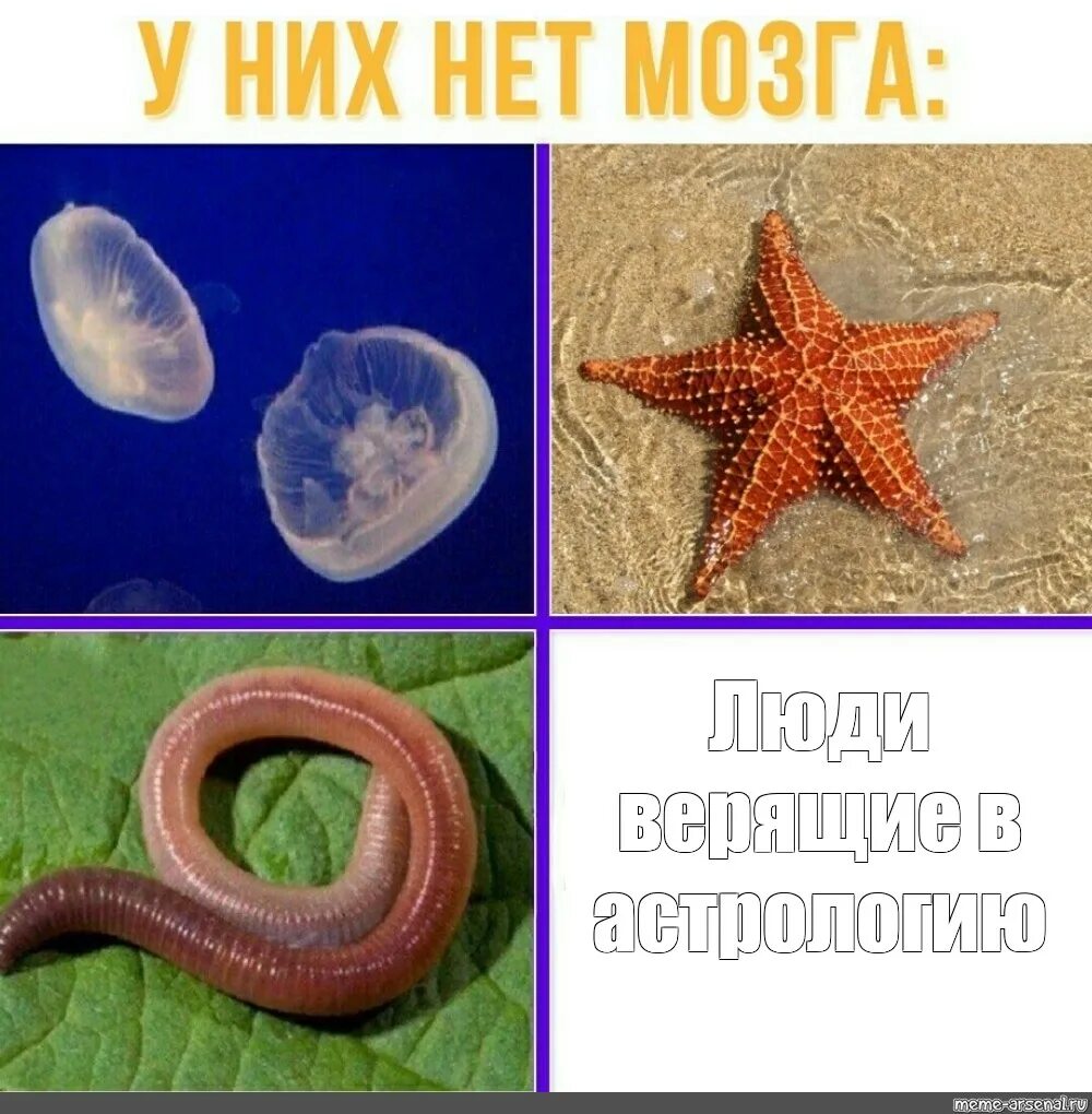 У кого нет все. У них нет мозга мем. живые существа у которых нет мозга. у кого из животных нет мозга.