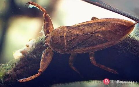 Belostomatidae
