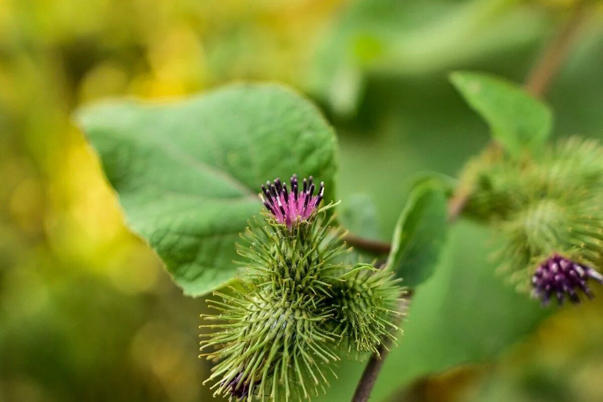 Как выглядит репейник. Репейник (burdock). сорняк лопух. лопуха дурнишник репейник. лопух обыкновенный растение.