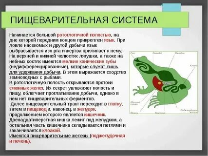Особенности пищеварения у земноводных
