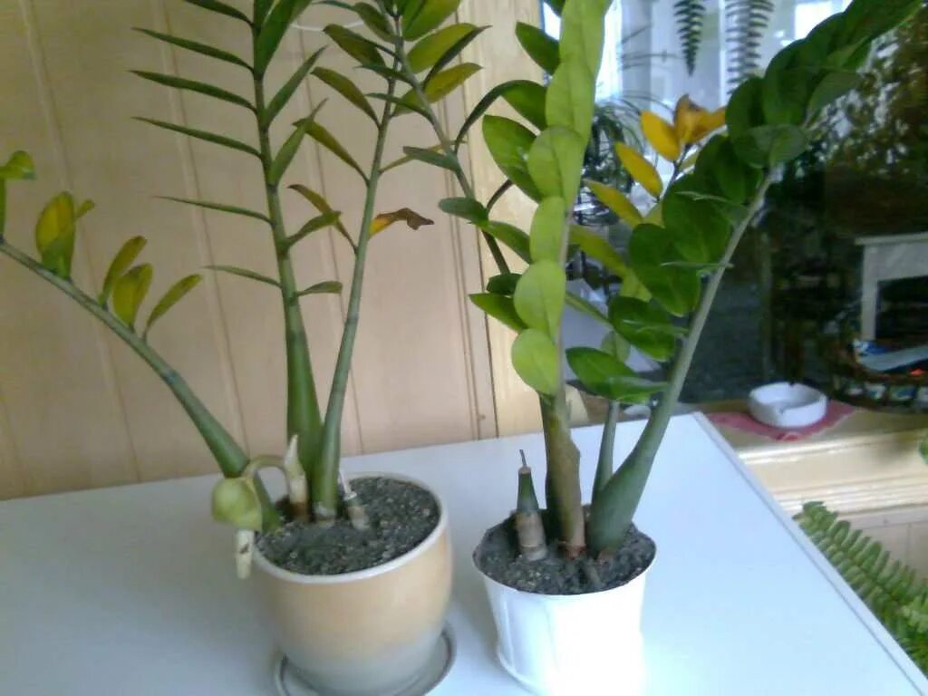 Замиокулькас долларовое дерево полиа. Комнатный цветок замиокулькас. Замиокулькас полив зимой. Замиокулькас полив зимой. Замиокулькас.