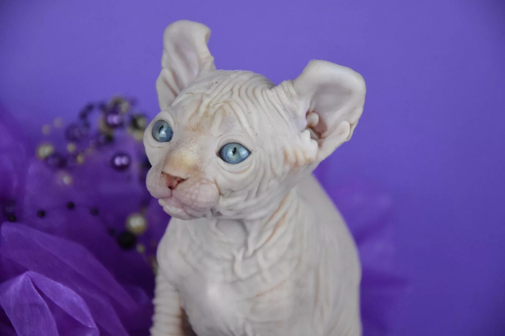 Котята эльфы