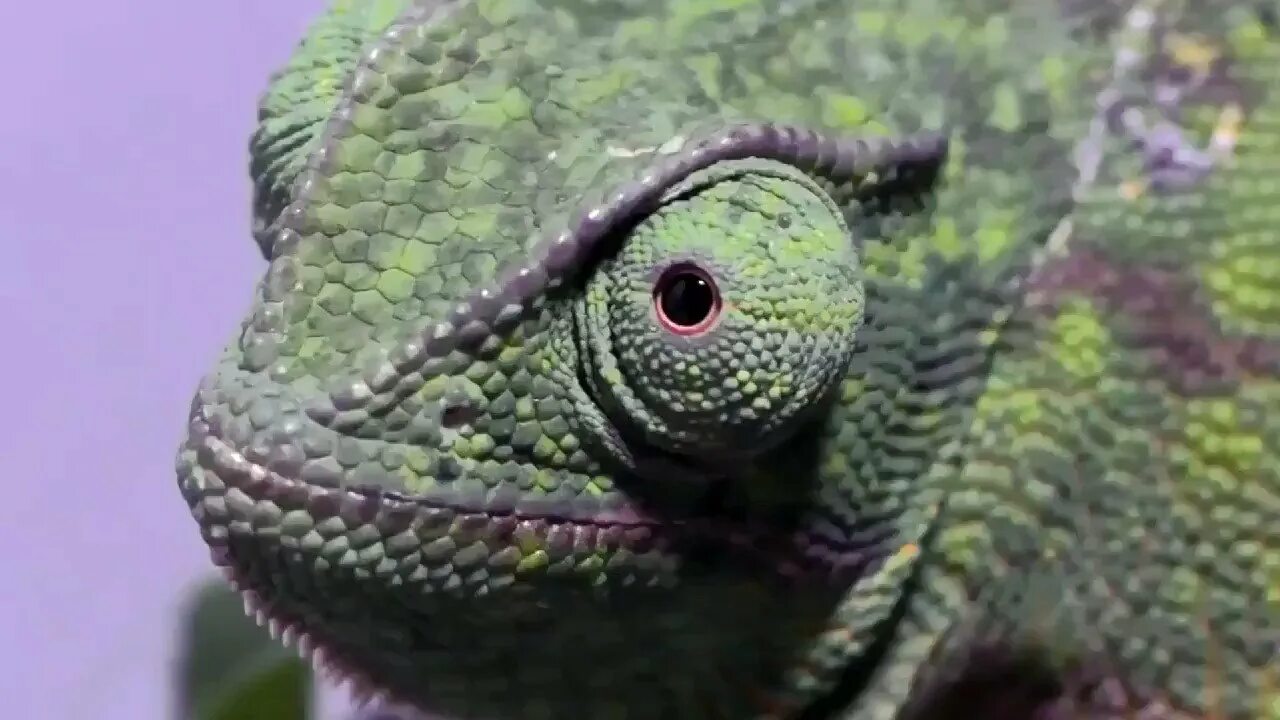 Камерунский гребенчатый хамелеон. Эпизоды хамелеона. Хамелеон парсони. Пантеровый хамелеон морфы. Хамелеон тарзана.