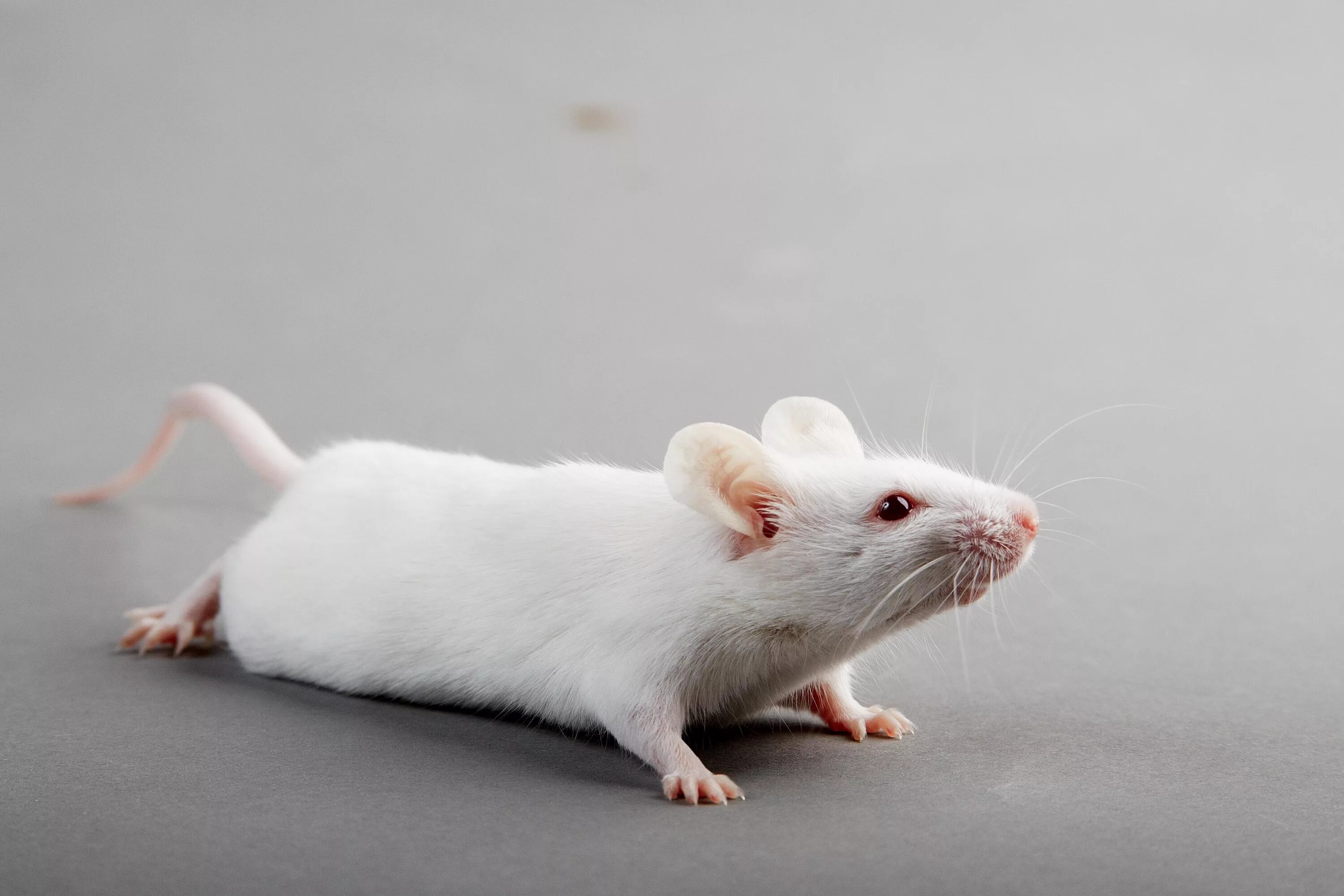 Лабораторная крыса альбинос. Белая мышь. Белые лабораторные мыши. Мышь альбинос.