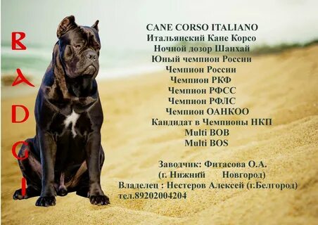 Кане корсо продолжительность жизни