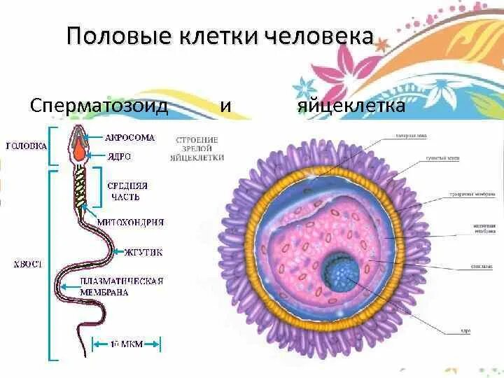 Мужские половые клетки образуют. Строение половых клеток яйцеклетка. Строение клетки яйцеклетки. Яйцеклетка женская половая клетка. Строение яйцеклетки биология.