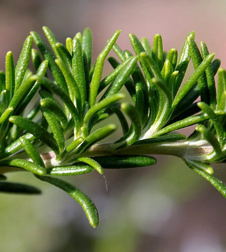 Как цветет розмарин. Розмарин горный. розмарин полукустарник. rosmarinus eriocalyx. розмарин ствол.