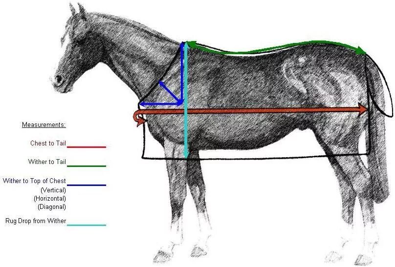 Какая длина лошади. Промеры лошади спереди. Схема попоны для лошади. Полупопона для лошади выкройка. Размер попоны для лошади таблица.
