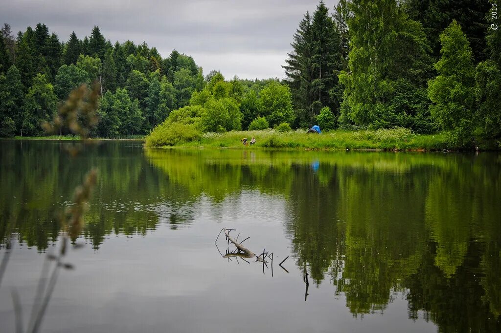 Посёлок лесное озеро московская область. Дачный посёлок залесье. Озеро большое всеволожск. Участок лесные озера. Лес сосновый бор марий эл.