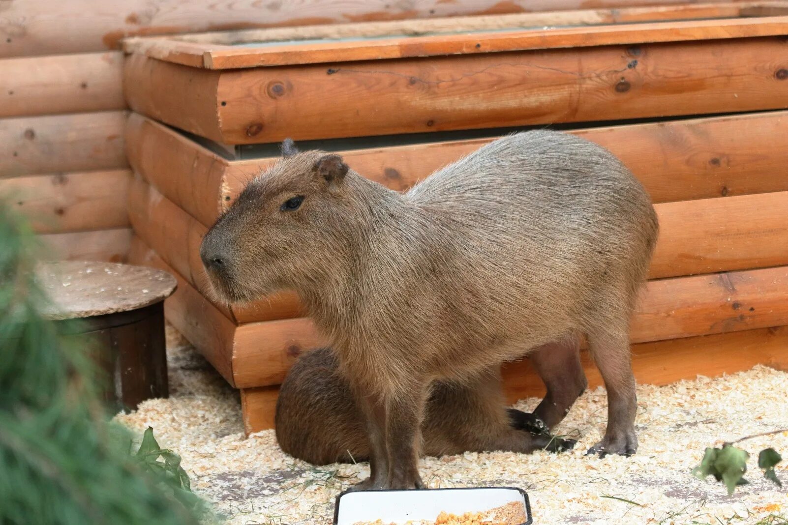 Капибара милая. Капибара ленинград ленинградский зоопарк. Капибара малыш. Капибары в московском зоопарке. Ленинградский зоопарк капибара.