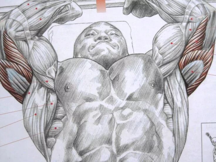 Упражнения с гантелями на трицепс для мужчин. Трицепс анатомия. Мускулы набросок. Рука мышцы анатомия трицепс. Мышцы трицепса.