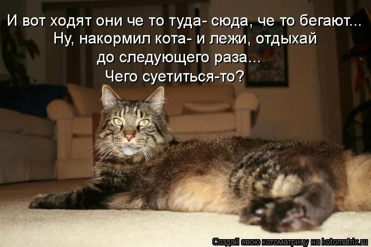 Без кота и жизнь не та стих. Кот ходит туда сюда. Туда сюда юмор. Ходит туда сюда.