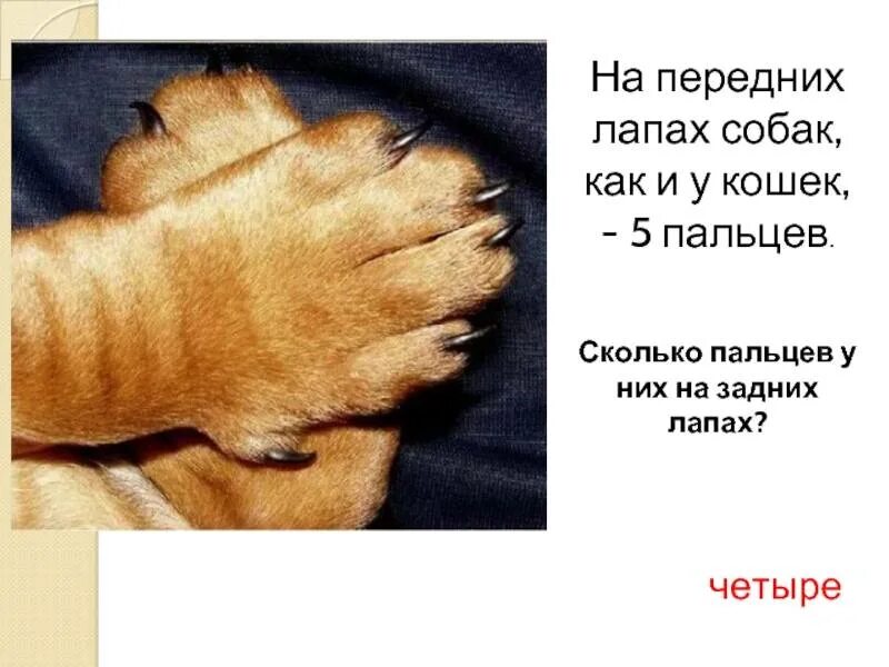 Сколько лапки