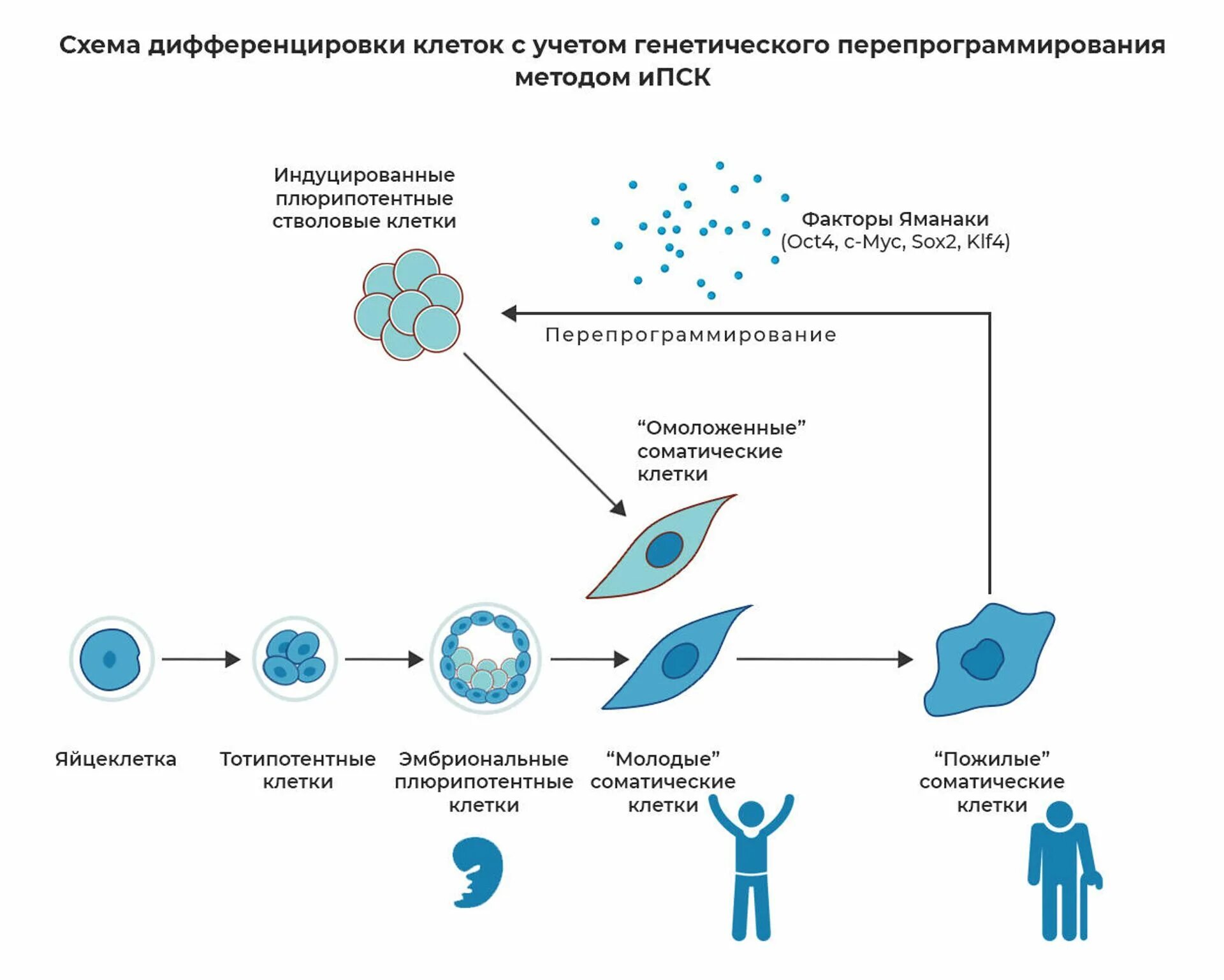 Омоложение клетки. Омоложение клетки. Уколы для омоложения клеток. Стволовые клетки для омоложения. Омоложение клетки.