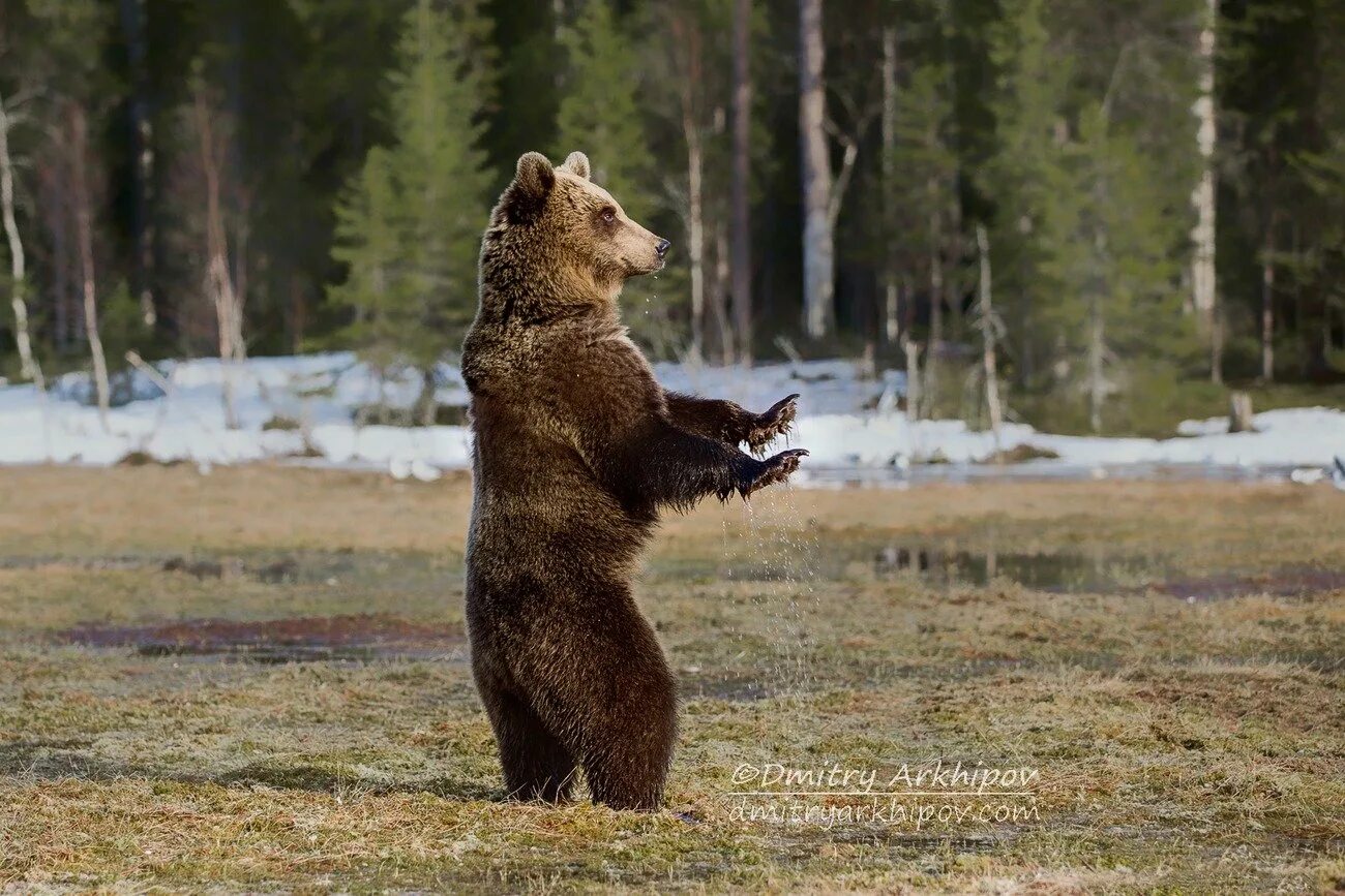 Где медведь танцует. Дмитрий Архипов танцор. Медведь на задних лапах. Медведь танцует. Медвежонок танцует.