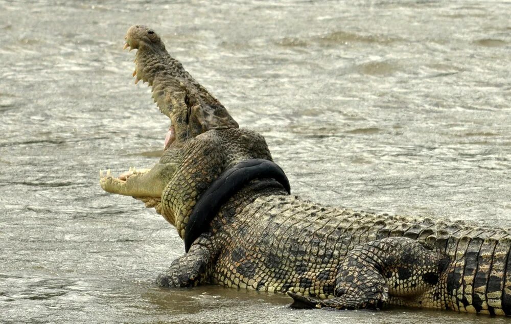 Гребнистый крокодил бежит. Крокодил бегает. Бегущий крокодил. Крокодил на задних лапах.