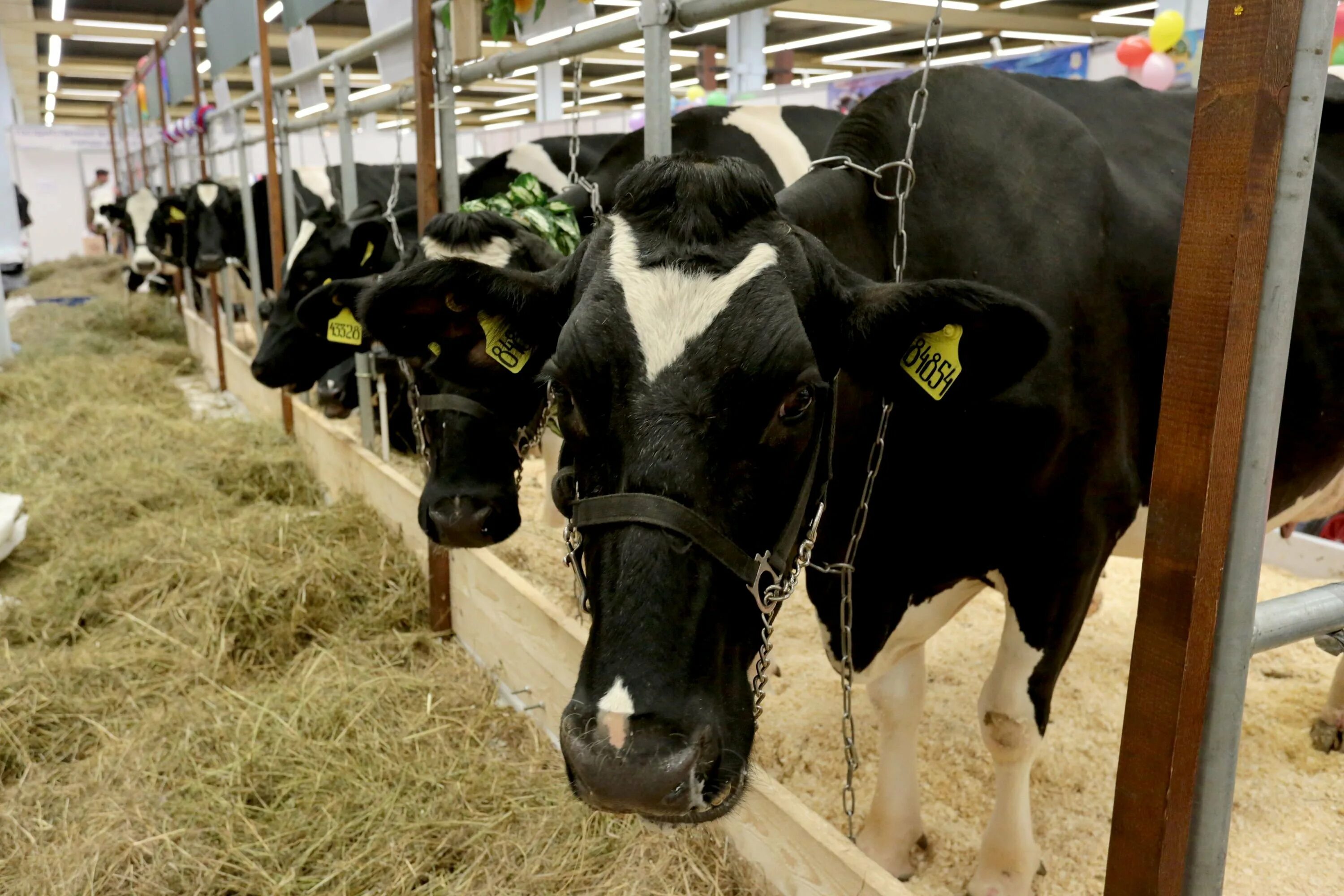 Ферма крупного рогатого скота. Животноводство москвы. Животноводческие фермы в подмосковье. Агропромышленный комплекс подмосковья. Животноводство в московской области.
