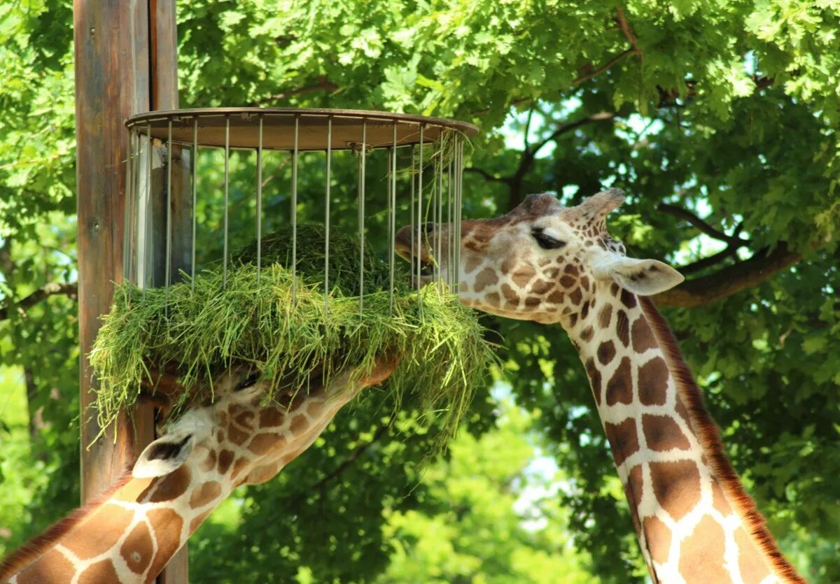 Содержать животные. Павильон копытные африки московский зоопарк. giraffa giraffa животные. ягуар зоопарк московский зоопарк. жираф в зоопарке.