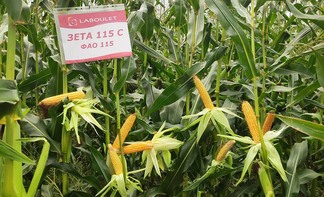 сорт тристан подсолнечник. что выращивают на полях. технология уборки кукурузы на силос. всходы подсолнечника в поле. кукуруза злаковое растение.