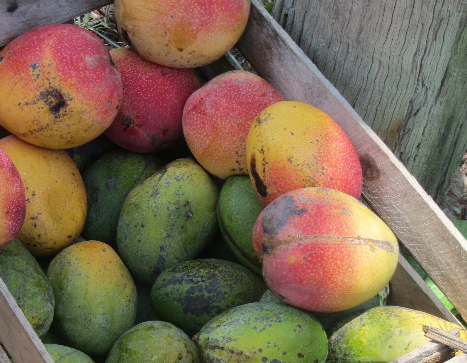 Манго польза фрукта. Манго сорт Альфонсо. Манго фрукт полезные. Манго фото. Настоящее манго.