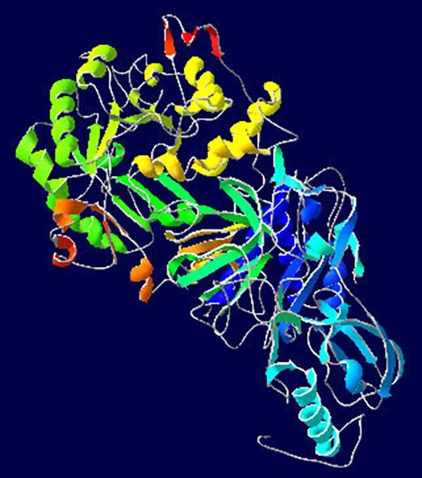 Фермент уреаза. Молекулярная модель фермента-уреазы бактерии Helicobacter pylori. Уреаза фермент. Уреаза структура. Уреаза фермент бактерий.