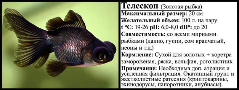 Рыба м рыба ж совместимость. Телескоп рыбка совместимость. телескоп рыба совместимость. телескоп совместимость с другими рыбами. телескоп рыбка аквариумная совместимость с другими рыбами.