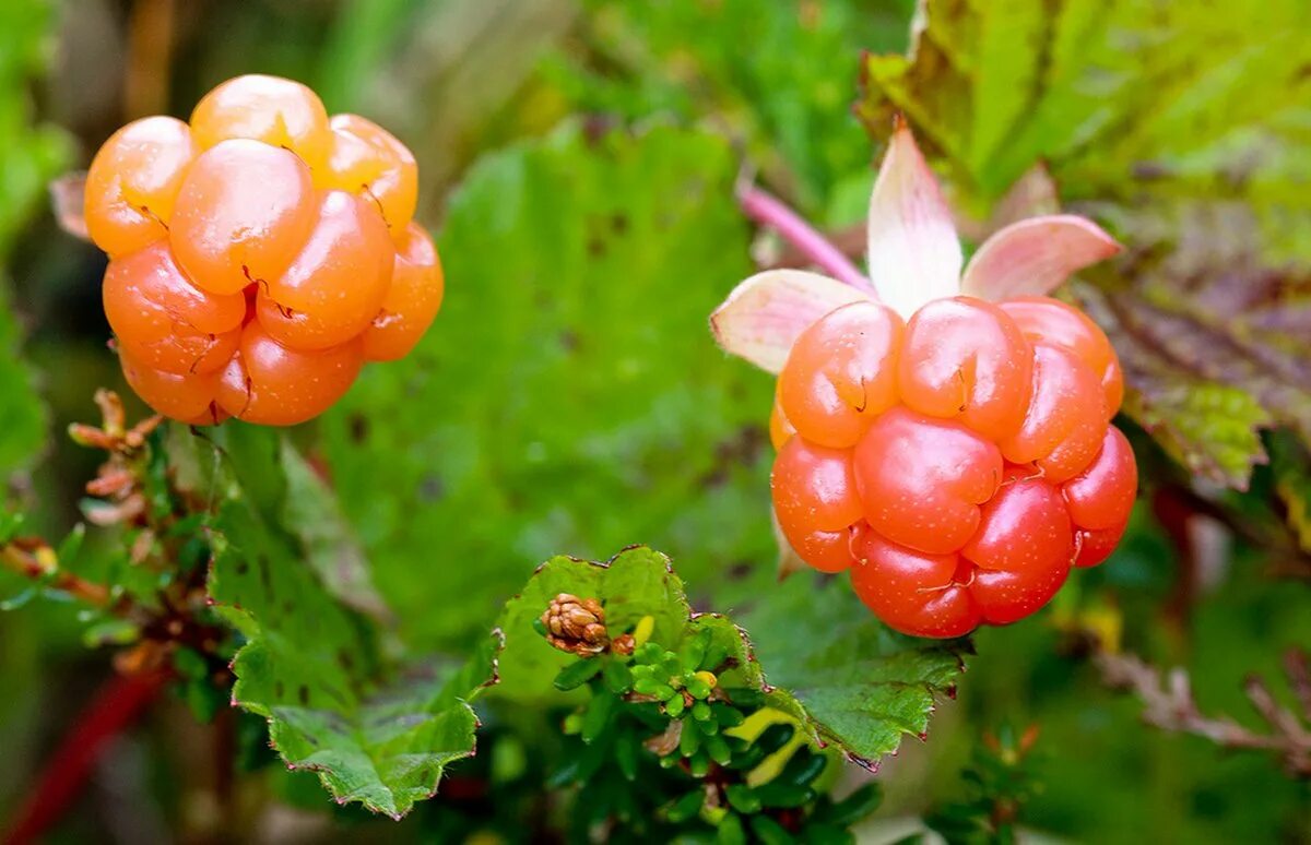 Морошка (Rubus chamaemorus). Морошка – Rubus chamaemorus l.. Морошка кустарник. Морошка приземистая (Rubus chamaemorus l.).