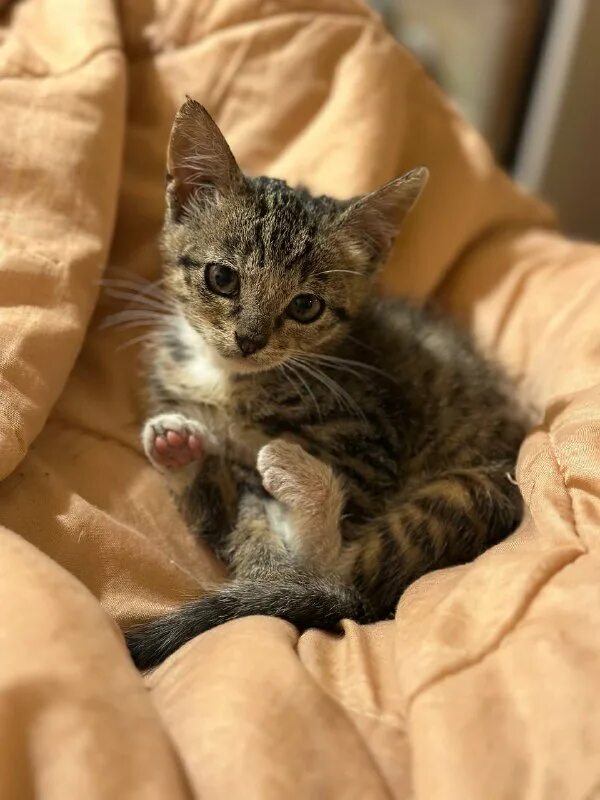 друзья кота коржика