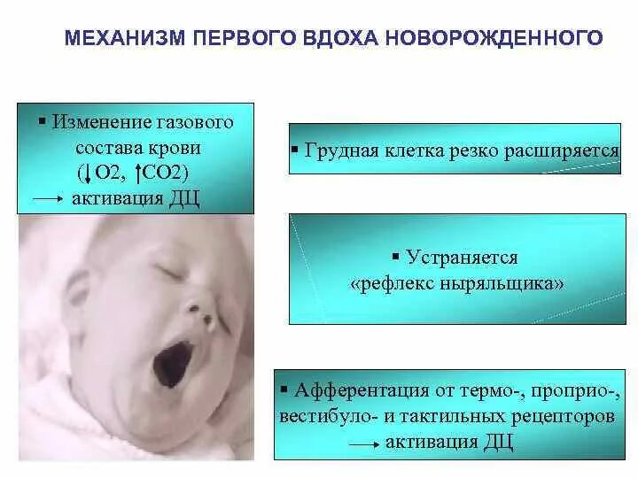Вздохи у ребенка. Физиология первого вдоха новорожденного. Механизм первого вдоха новорожденных физиология. Первый дыхательный механизм у новорожденных. Механизм первого вдоха новорожденного схема.