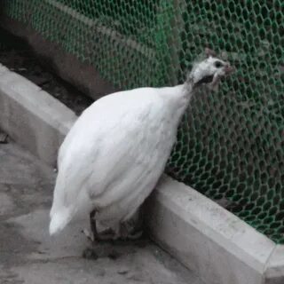 Волжская белая
