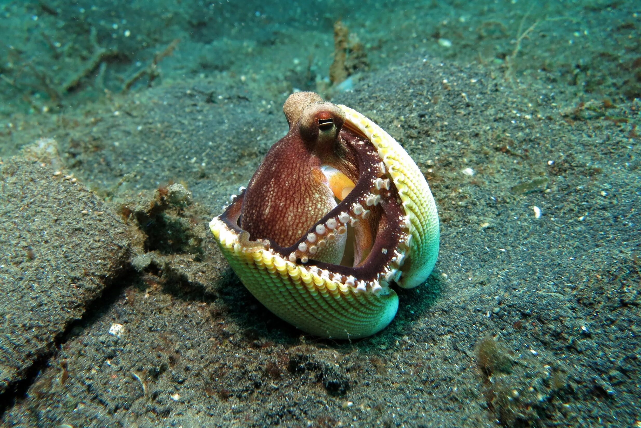 Синий кольчатый осьминог. Необычные морские существа. Морские моллюски. Необычные обитатели океана. Дикое морское животное