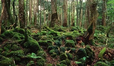 Dangerous forest