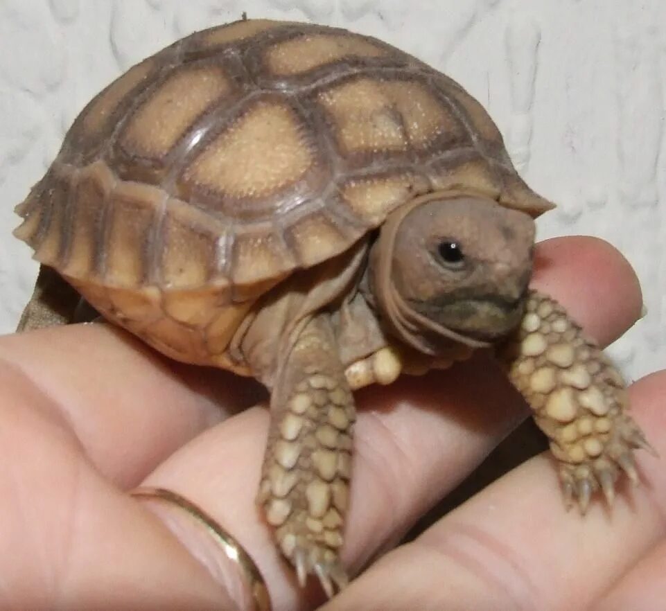 Сухопутная черепаха шпороносная. Сульката черепаха. Шпороносная черепаха Сухопутные черепахи. Кольчатая горбатая черепаха.