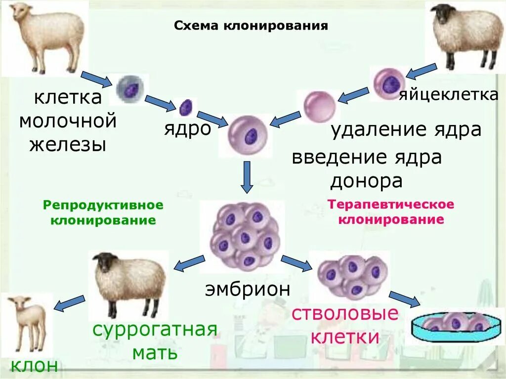 Как делают клонов. Клонирование схема процесса. Схема генетического клонирования овцы Долли. Клонирование Долли схема. Этапы клонирования овечки Долли.