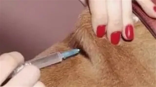 Как ставить укол собаке в холку. Как делать укол собаке в холку. Как ставить укол собаке в холку. Как ставить укол собаке в холку. Укол собаке внутримышечно в холку.