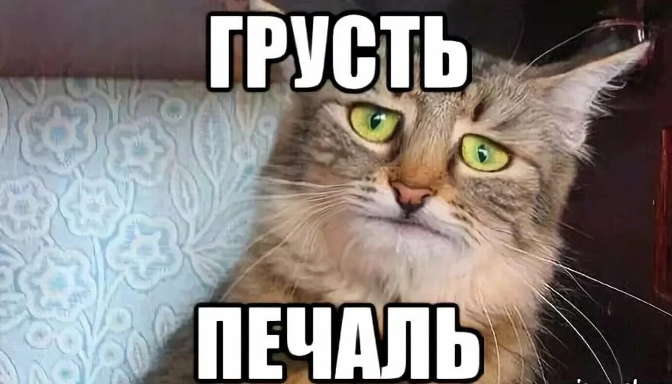 Мем про грустную. Кот в печали. печаль мем. печаль тоска кот. мем грусть печаль.