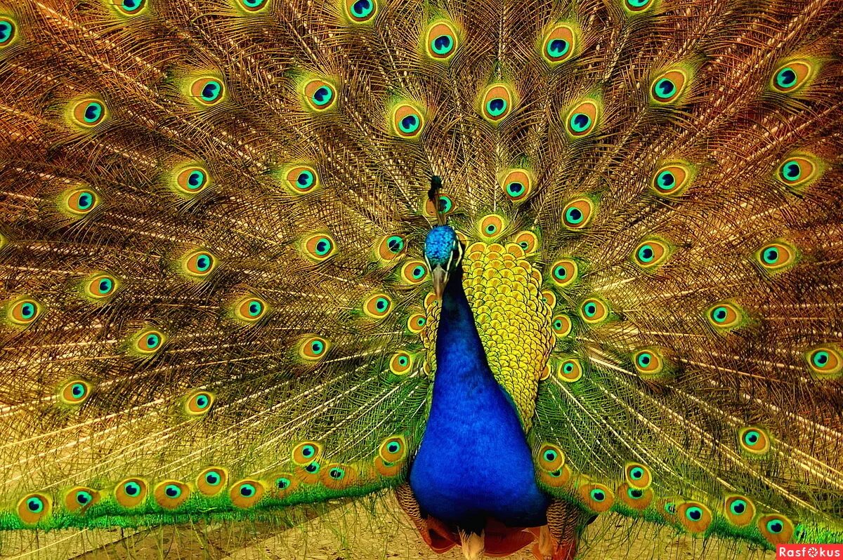 Выдающиеся звери павлин. Синекрылый павлин. Павлин животное. Яванский павлин. Павлин индийский обыкновенный.