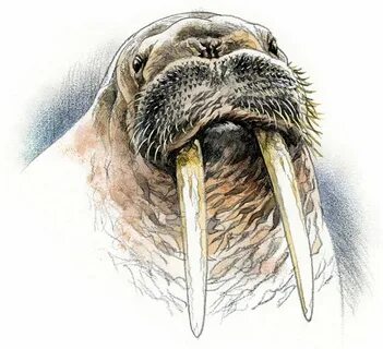 Ежи моржи