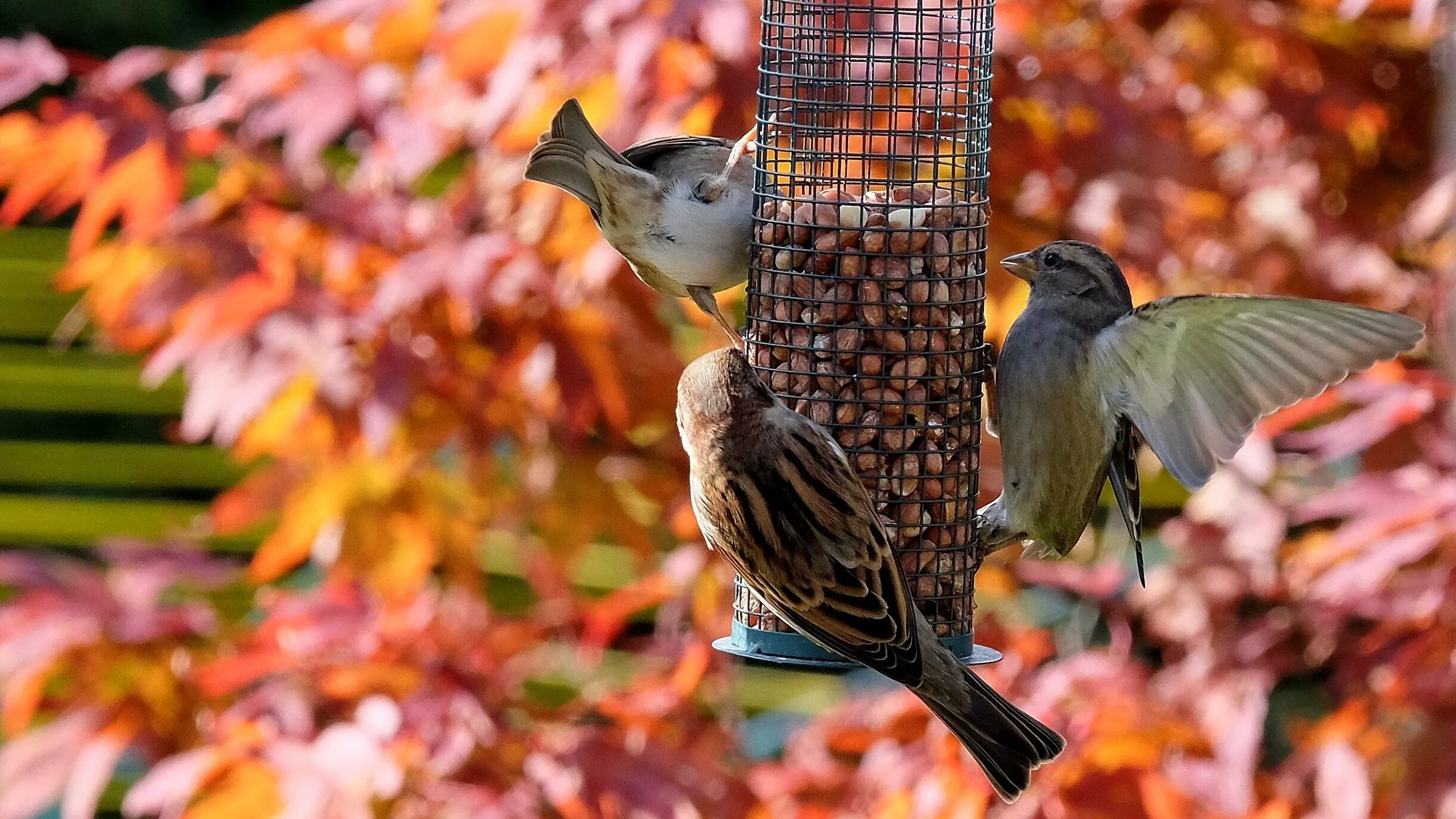 Autumn birds. Осень птицы. Птицы осенью. Птицы в осеннем лесу. Птички в парке.