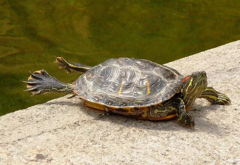 Черепаха среднеазиатская лапы. Почему черепаха вытягивает. Лапы водных и сухопутных черепах. Красноухая черепаха задние лапы. Укус красноухой черепахи.