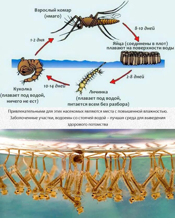 Комар какая среда. Цикл развития комара. Стадии развития личинки комара. Цикл развития комара Пискуна. Цикл развития комара обыкновенного.