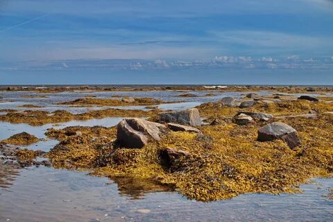 Краски белого моря