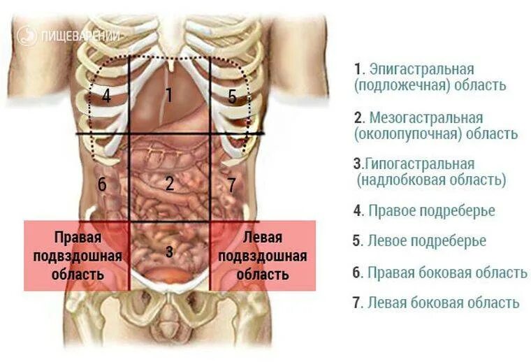 Почему может колоть живот. Подвздошная область. Области живота. Эпигастральная область. Правая подвздошная область.