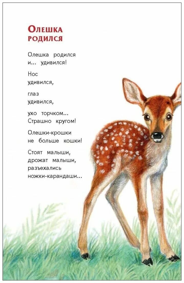 Олененок пим. Имя олешка. Олешек дымковская игрушка. Имя олешка. Олешко 2023.