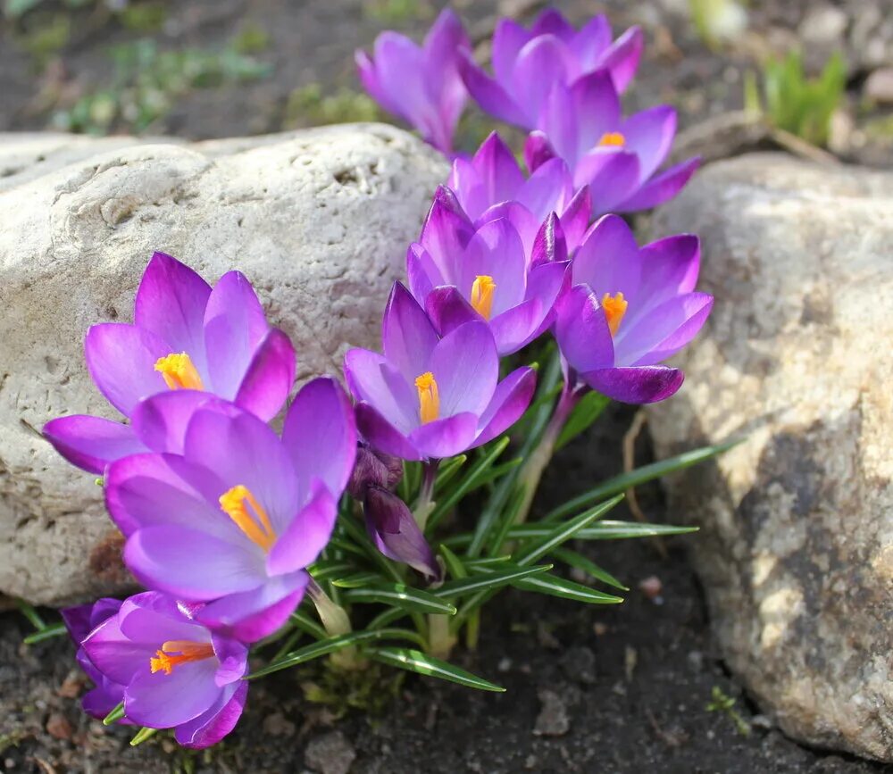 Цветы цветущие ранней весной фото. Крокусы многолетники. Альпийский Крокус. Альпийский Крокус цветы. Крокус Шафран весенний.