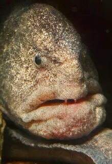 Sheep fish