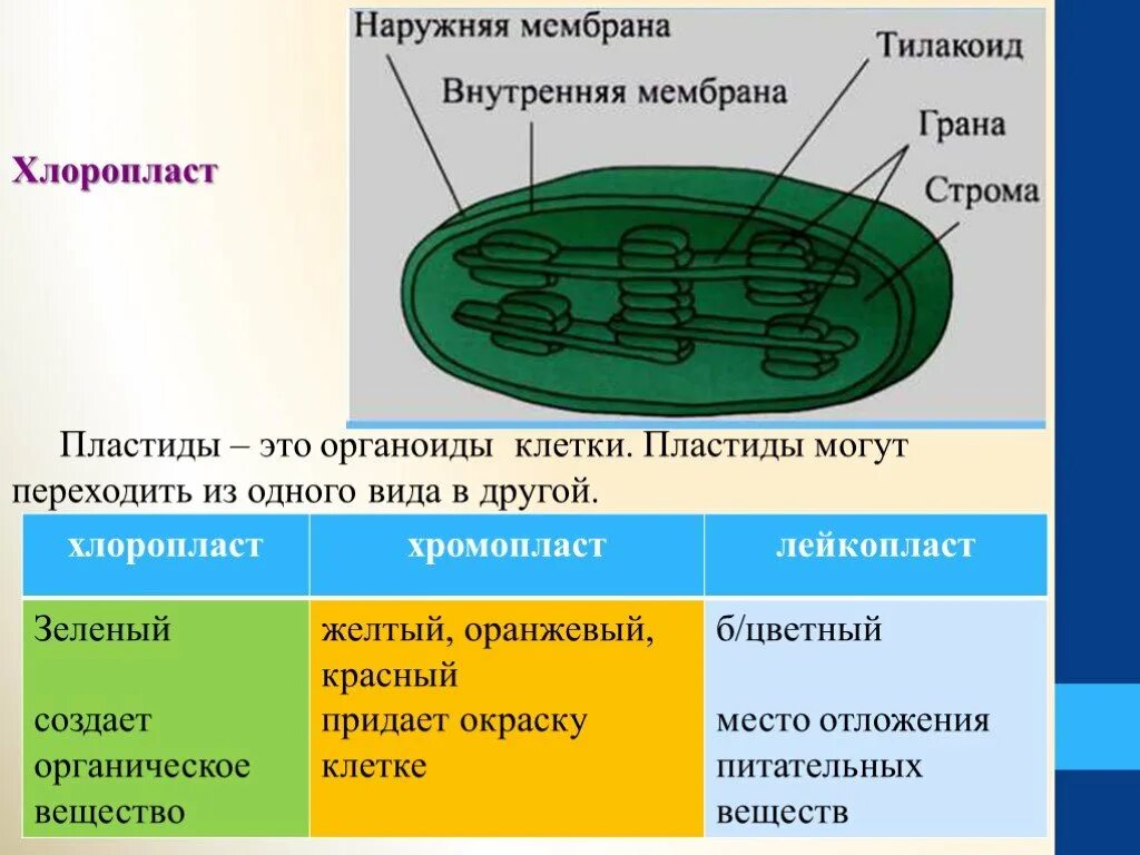 3 признака хлоропластов. Пластиды функции органоида. Строение органоида пластиды. Строение органеллы хлоропласта. Пластиды строение и функции таблица.