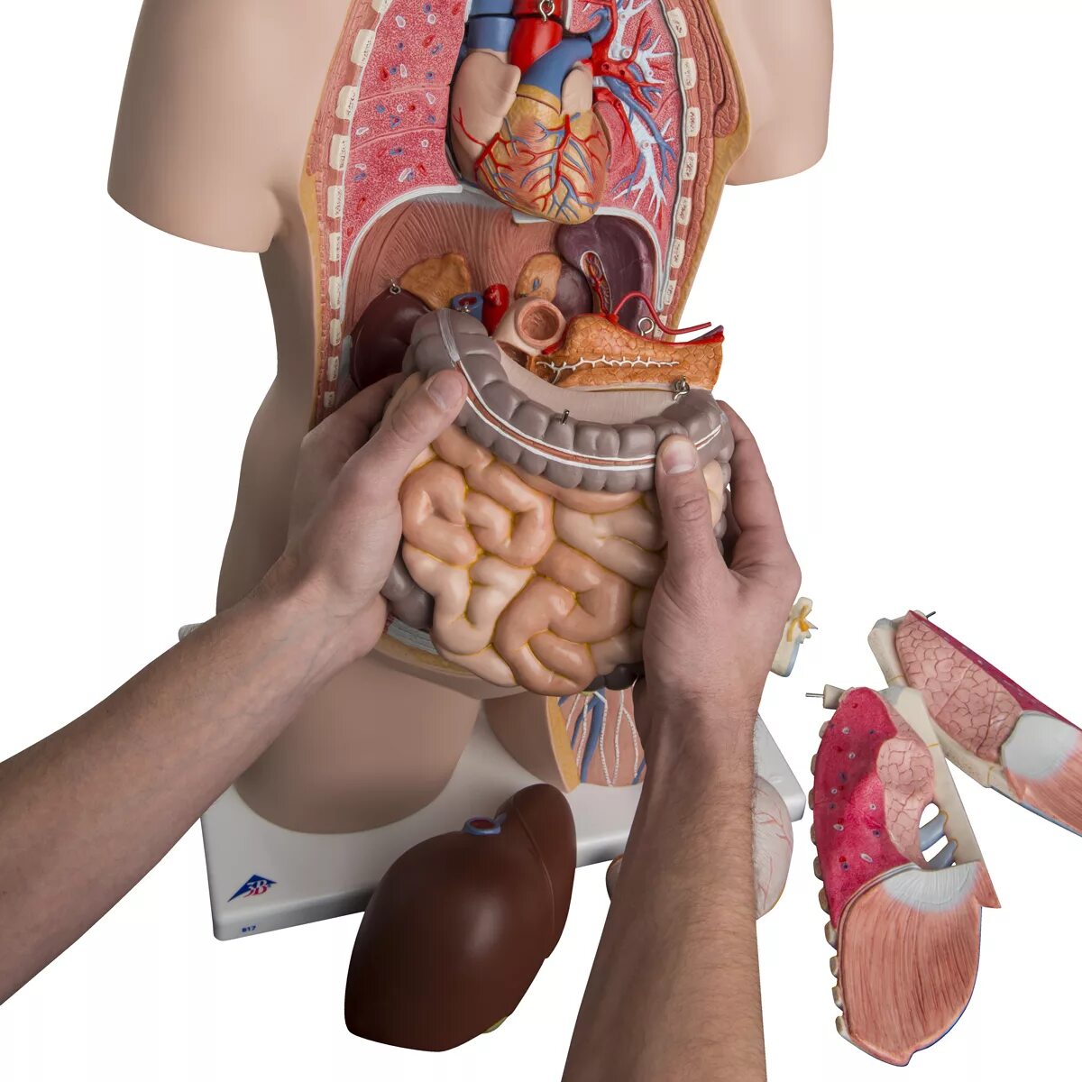 Макет строения внутренних органов человека. Муляж внутренних органов человека. Макет человека с органами. Макет человеческих органов.